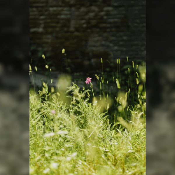 190th Birthday Celebrations Cemetery Plants Tour