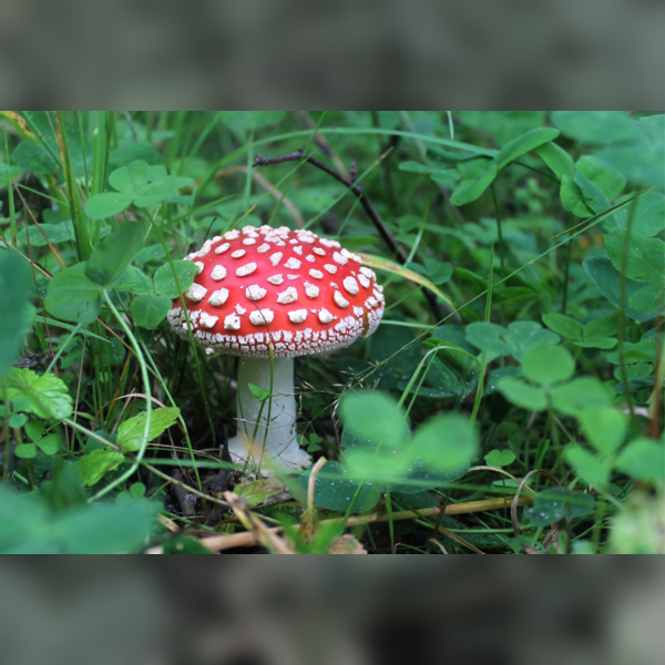 Needle Felting Workshop: make a toadstool