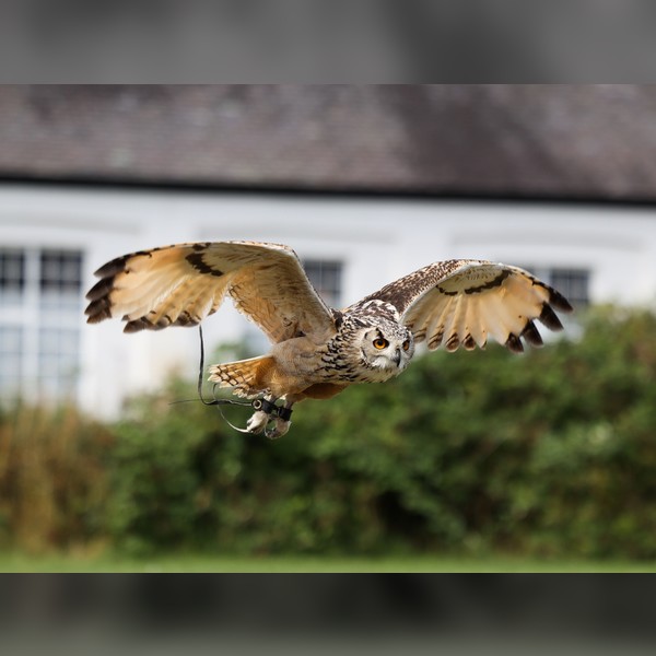 Birds of Prey 