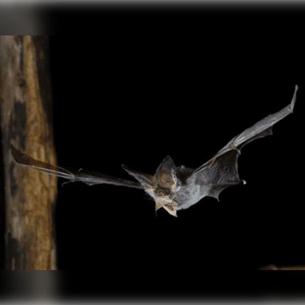 Cwf24 Walk 25 - Batty About Bats Around Caldicot Castle