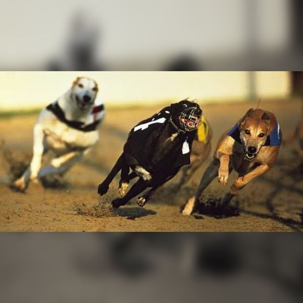 Popscene (Blur Tribute)