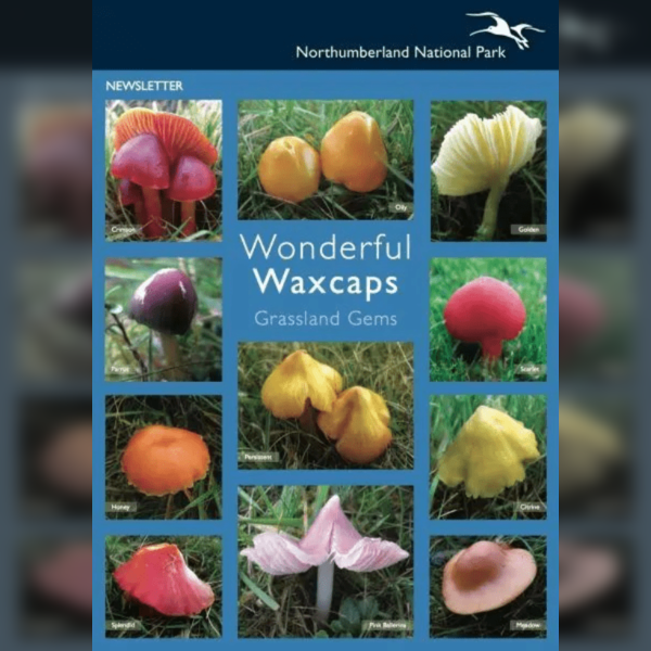 Waxcap Wander