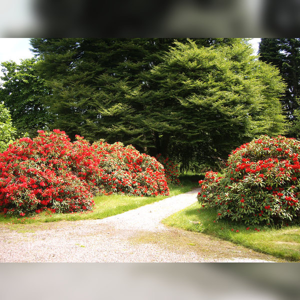 Charity Garden Opening - Inveraray Castle Gardens