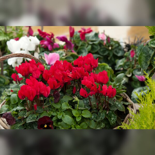Cyclamen Society Autumn Show