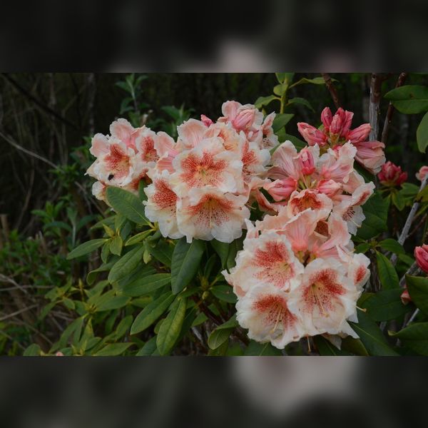 Charity Garden Opening - Kames Bay