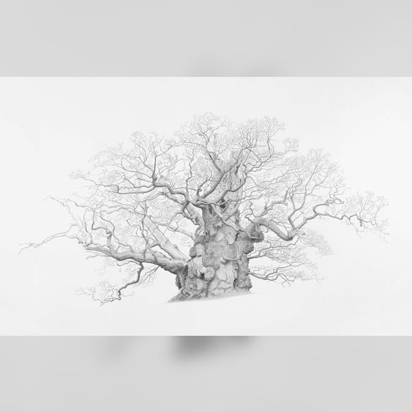 Mark Frith: Ancient Oaks