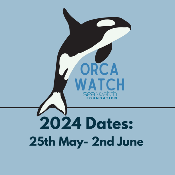Orca Watch