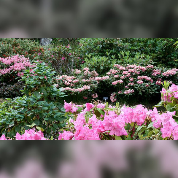 Charity Garden Opening - Gorthleck House Garden