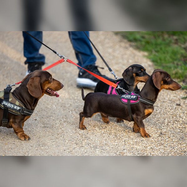 Walkies at Wisley