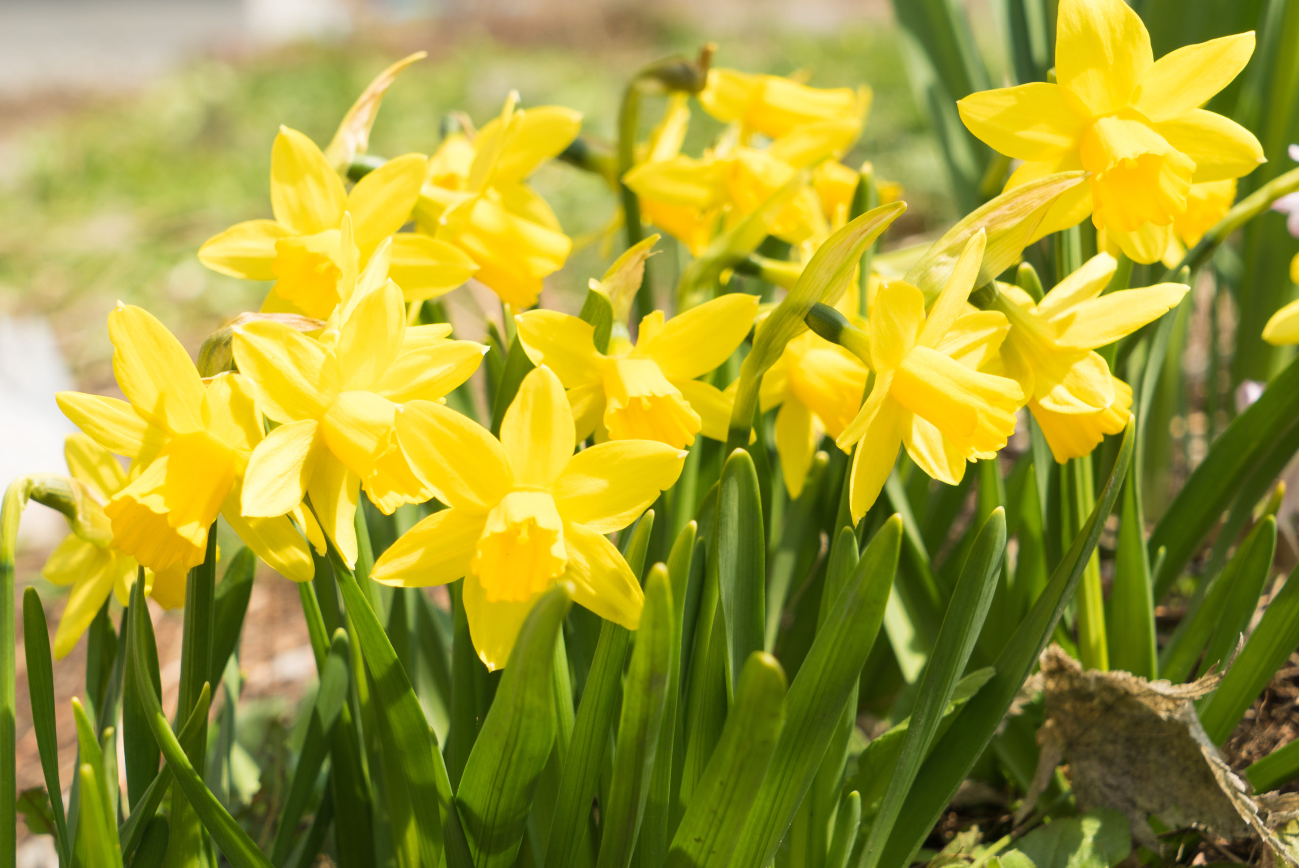 Good Gardening Tips for March & April | What's What Magazine