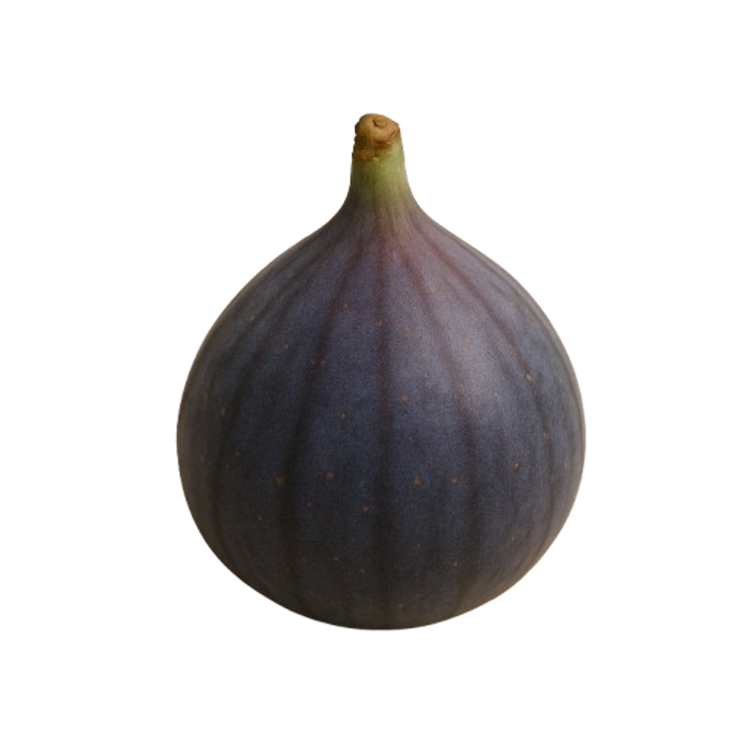 Fig