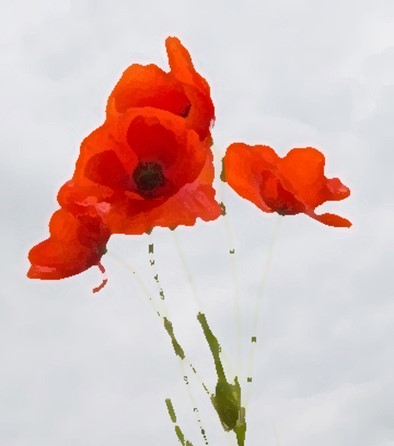 Poppies