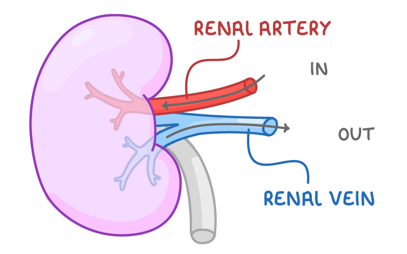 A kidney with a red renal artery labelled and marked in, a blue renal vein labelled and marked out, and a grey tube leaving the bottom.