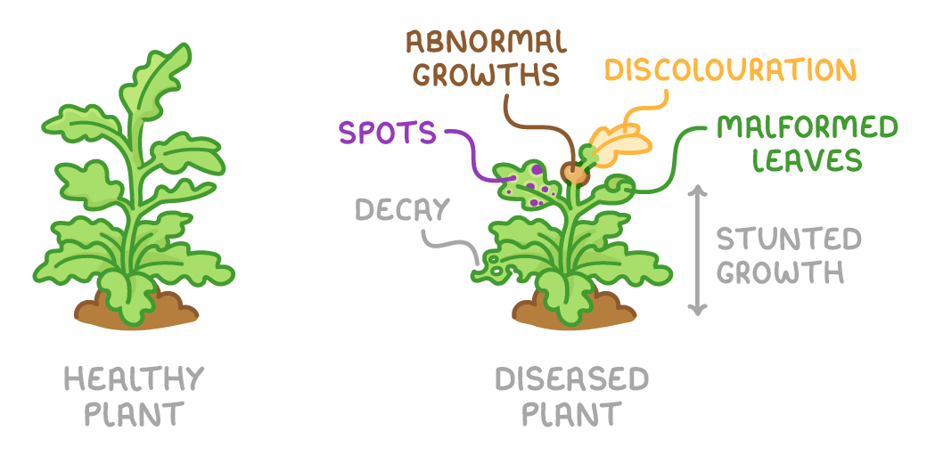 Two potted plants labelled healthy plant and diseased plant, the diseased one shorter with labels pointing to spots, abnormal growths, discolouration, malformed leaves, decay and stunted growth.