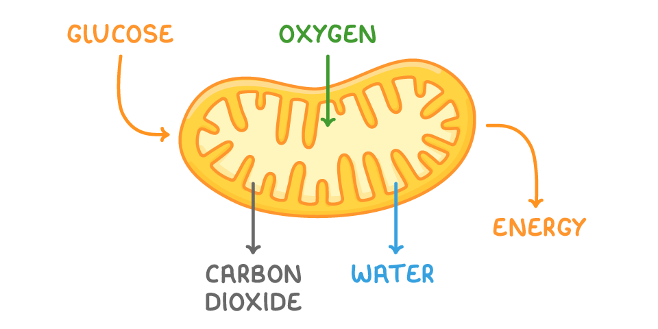 A large orange mitochondrion with a folded inner membrane, arrows for glucose and oxygen going in, and arrows out for carbon dioxide, water and energy.