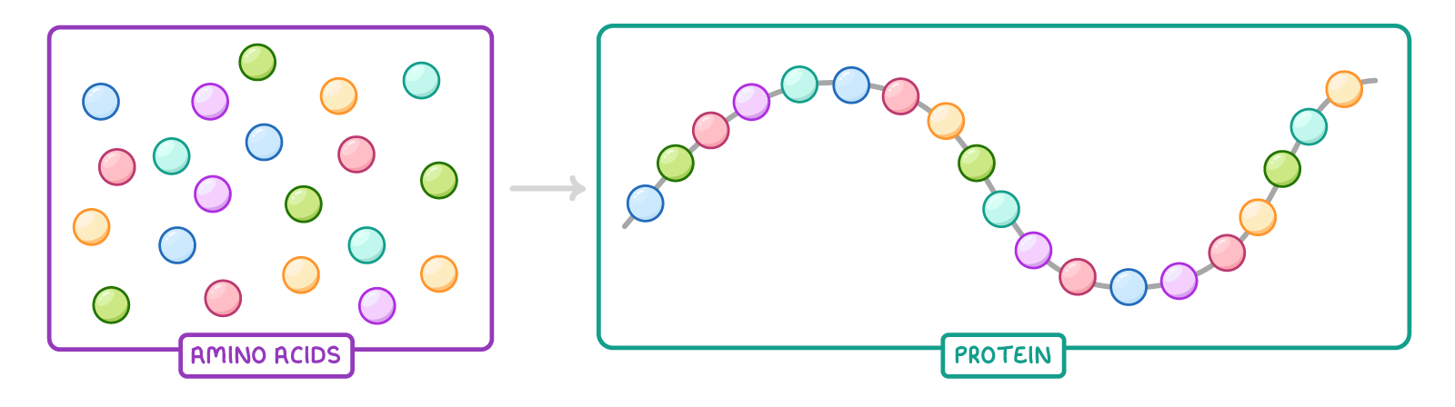 A box of scattered coloured circles labelled amino acids, with an arrow to a second box where the same circles are joined in a single winding chain labelled protein.