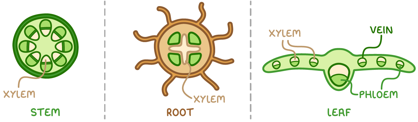 Three cross-sections side by side labelled stem, root and leaf, with xylem labelled near the outside of the stem, at the centre of the root, and in a leaf vein alongside phloem.