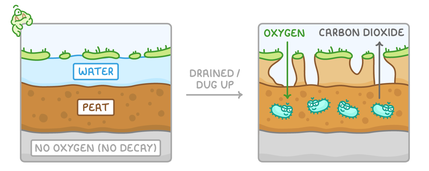 A peat bog in cross-section, the left panel layered water, peat and no oxygen (no decay), the right one drained and dug up with arrows for oxygen going down and carbon dioxide up.