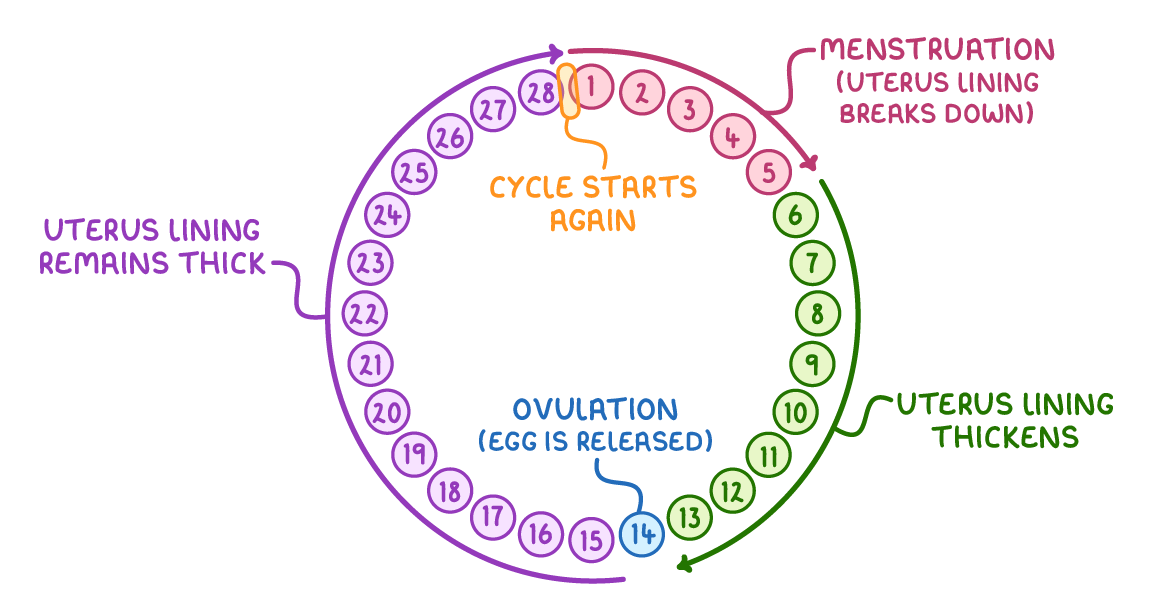 A ring of 28 days: days 1 to 5 menstruation (uterus lining breaks down), 6 to 13 uterus lining thickens, day 14 ovulation (egg is released), and 15 to 28 uterus lining remains thick.