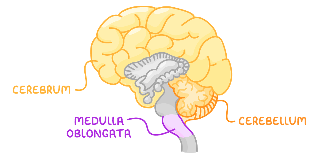 A side view of the brain labelled cerebrum for the yellow wrinkly part, cerebellum for the folded orange structure at the lower back, and medulla oblongata for the purple stalk above the spinal cord.