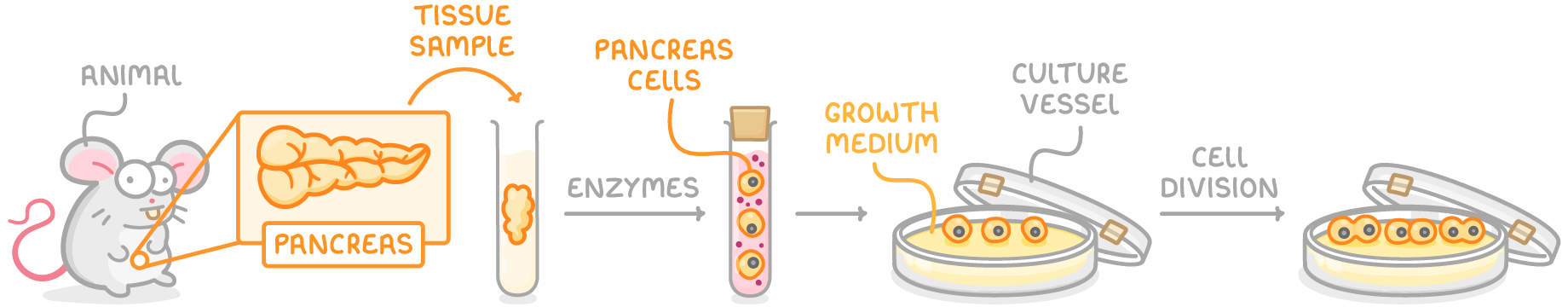 A mouse labelled animal with its pancreas magnified, a tissue sample in a tube, enzymes separating it into pancreas cells, then a culture vessel of growth medium where cell division gives more cells.