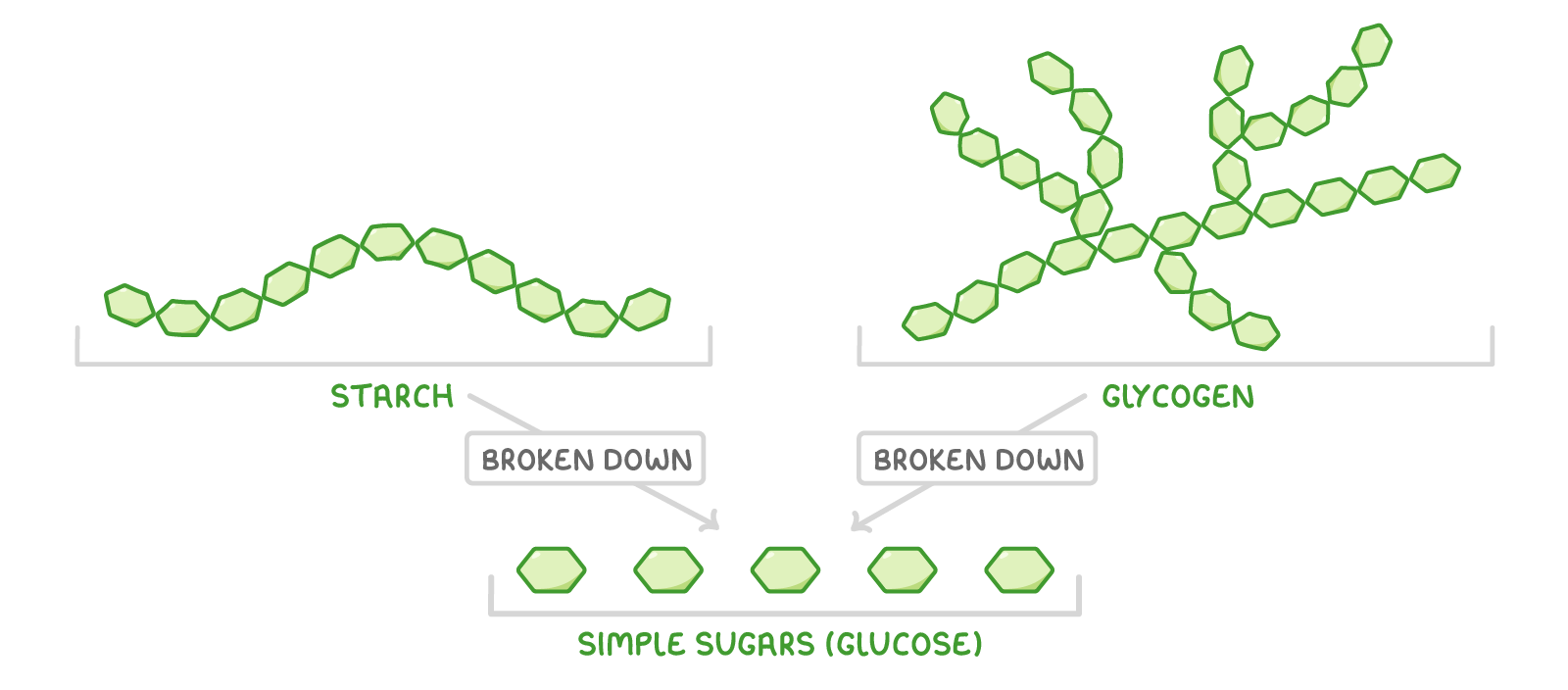 A wavy chain of green hexagons labelled starch and a branching chain labelled glycogen, each with an arrow marked broken down leading to a row of five separate hexagons labelled simple sugars (glucose).