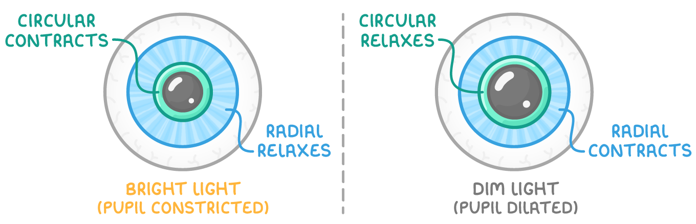 Two front views of an eye either side of a dashed line: bright light (pupil constricted), labelled circular contracts and radial relaxes, and dim light (pupil dilated), labelled circular relaxes and radial contracts.