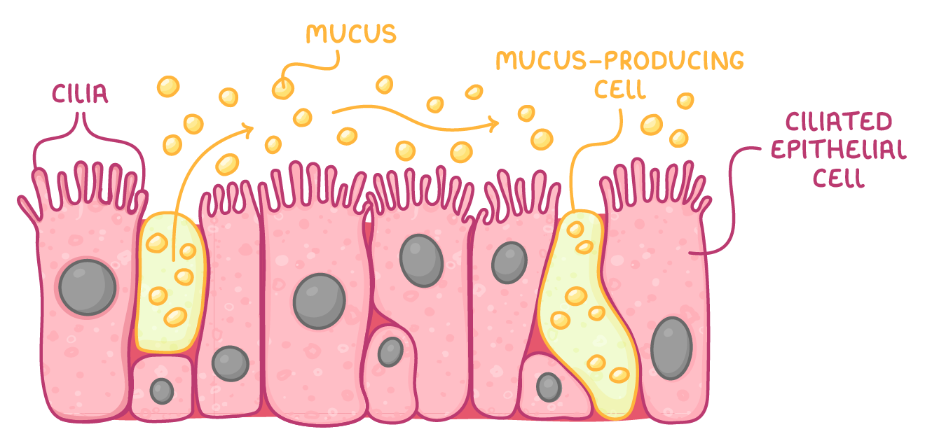 A row of tall pink airway lining cells labelled ciliated epithelial cell and cilia, with two yellow mucus-producing cells releasing orange mucus droplets that arrows sweep along above the cilia, labelled mucus.