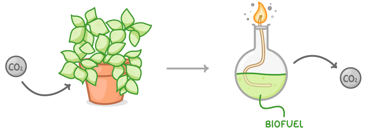 An arrow runs from a circle labelled 'CO2' to a potted plant, then on to a round flask of green liquid labelled biofuel, burning at a wick in its neck, and from the flask to another 'CO2' circle.