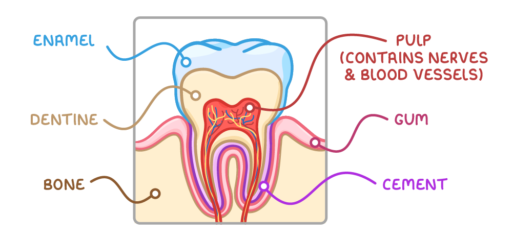 A tooth in cross-section set in the jaw, labelled enamel on the outside, dentine beneath it, pulp (contains nerves and blood vessels) in the red centre, with bone, cement and gum around the root.