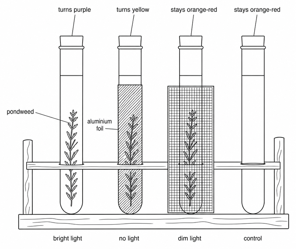 Four test tubes in a rack labelled bright light, no light, dim light, and control, marked turns purple, turns yellow, stays orange-red, and stays orange-red, with the fourth holding no pondweed.