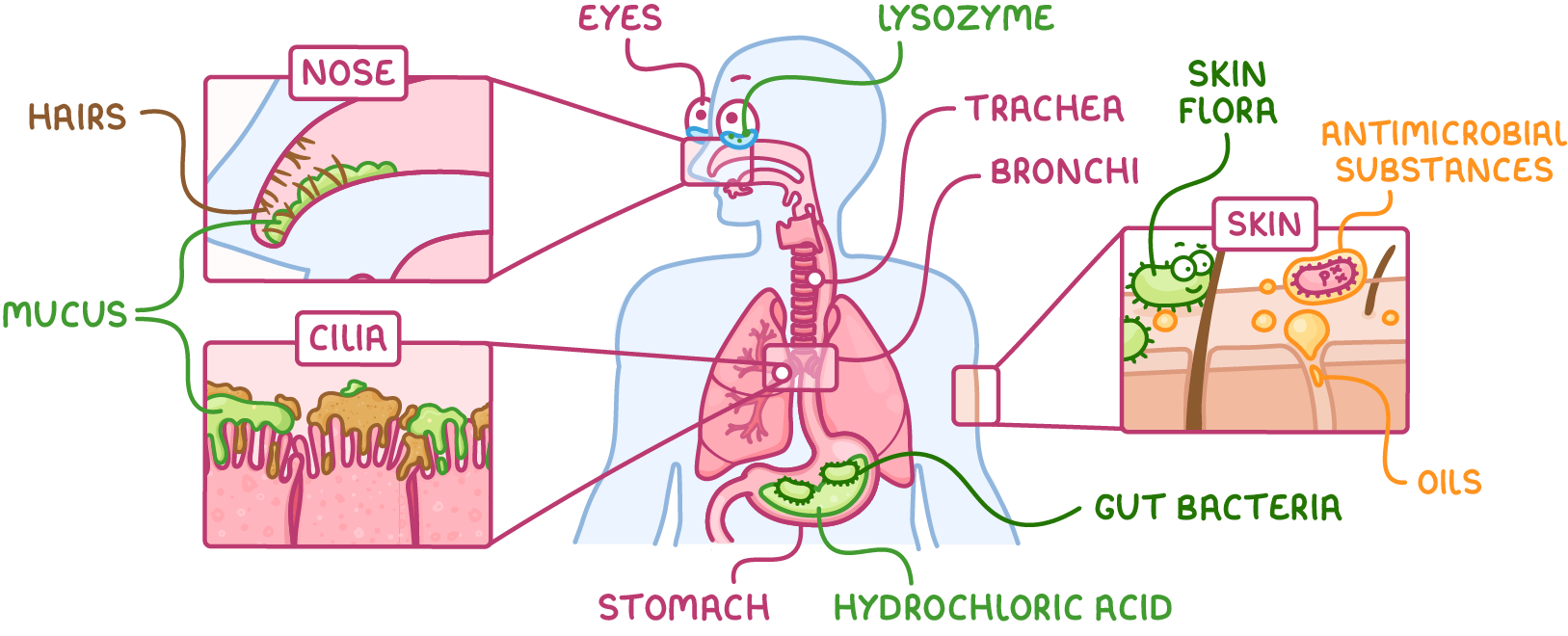 A human outline with airways, lungs and stomach, plus close-ups of the nose, cilia and skin, labelled hairs, mucus, eyes, lysozyme, trachea, bronchi, stomach, hydrochloric acid, gut bacteria, skin flora, antimicrobial substances and oils.