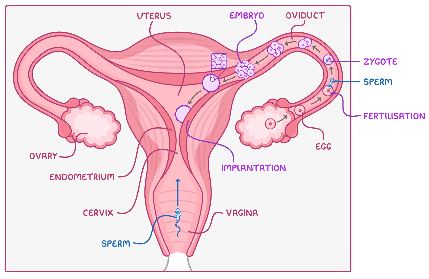A front view of the female reproductive system labelled ovary, oviduct, uterus, endometrium, cervix and vagina, with arrows following sperm to fertilisation in the oviduct, then a zygote, embryo and implantation in the uterus.