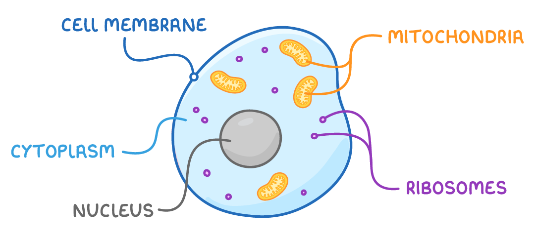A rounded animal cell holding a large grey nucleus, orange bean-shaped mitochondria and small purple dots, labelled cell membrane, cytoplasm, nucleus, mitochondria and ribosomes.