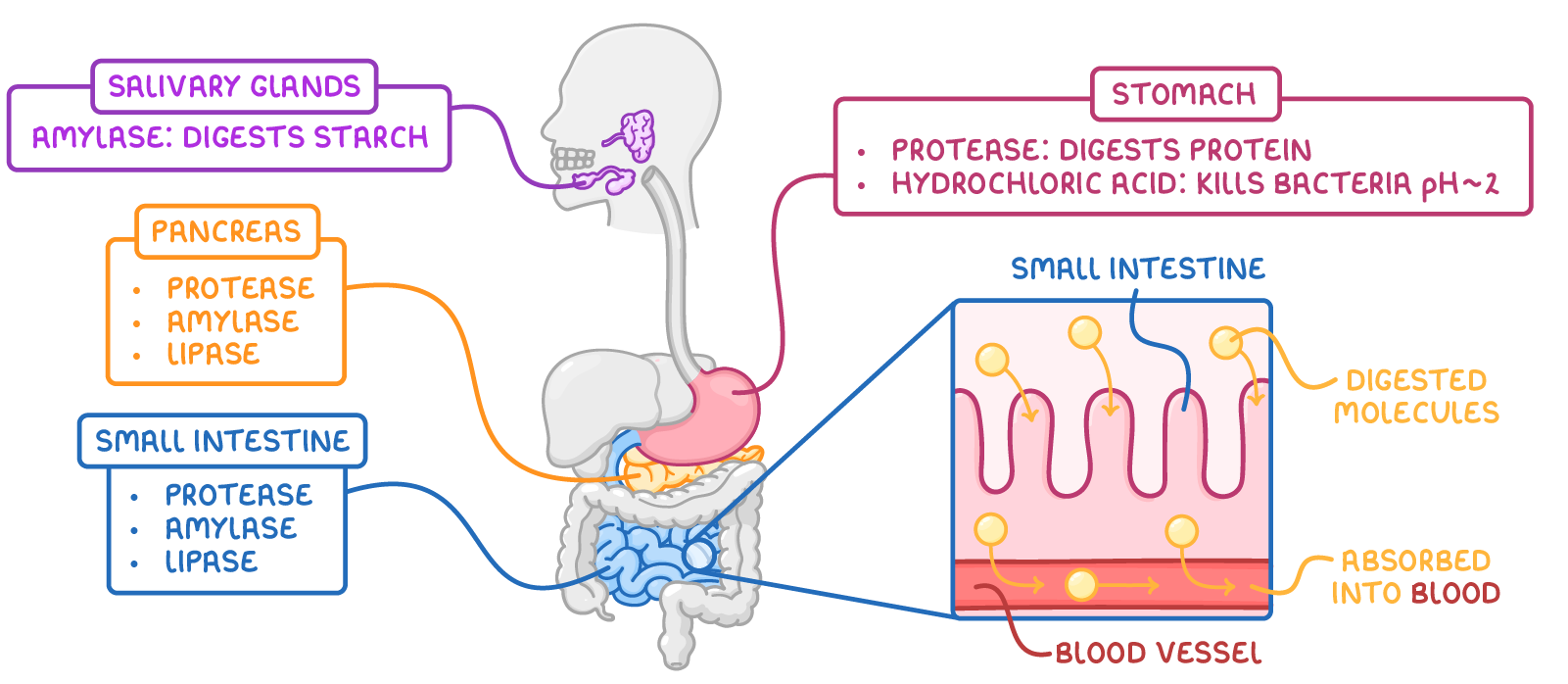 A human digestive system labelled with amylase in the salivary glands, protease and hydrochloric acid in the stomach, and protease, amylase and lipase from the pancreas and small intestine.