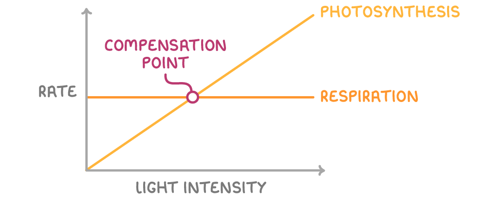 A graph of rate against light intensity with a straight rising line labelled photosynthesis crossing a flat line labelled respiration, the crossing point ringed and labelled compensation point.