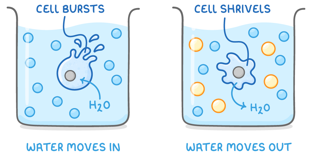 Two beakers, the left holding a swollen cell splitting open with droplets flying, labelled cell bursts, the right a shrunken wavy cell labelled cell shrivels, with water moves in and water moves out beneath.