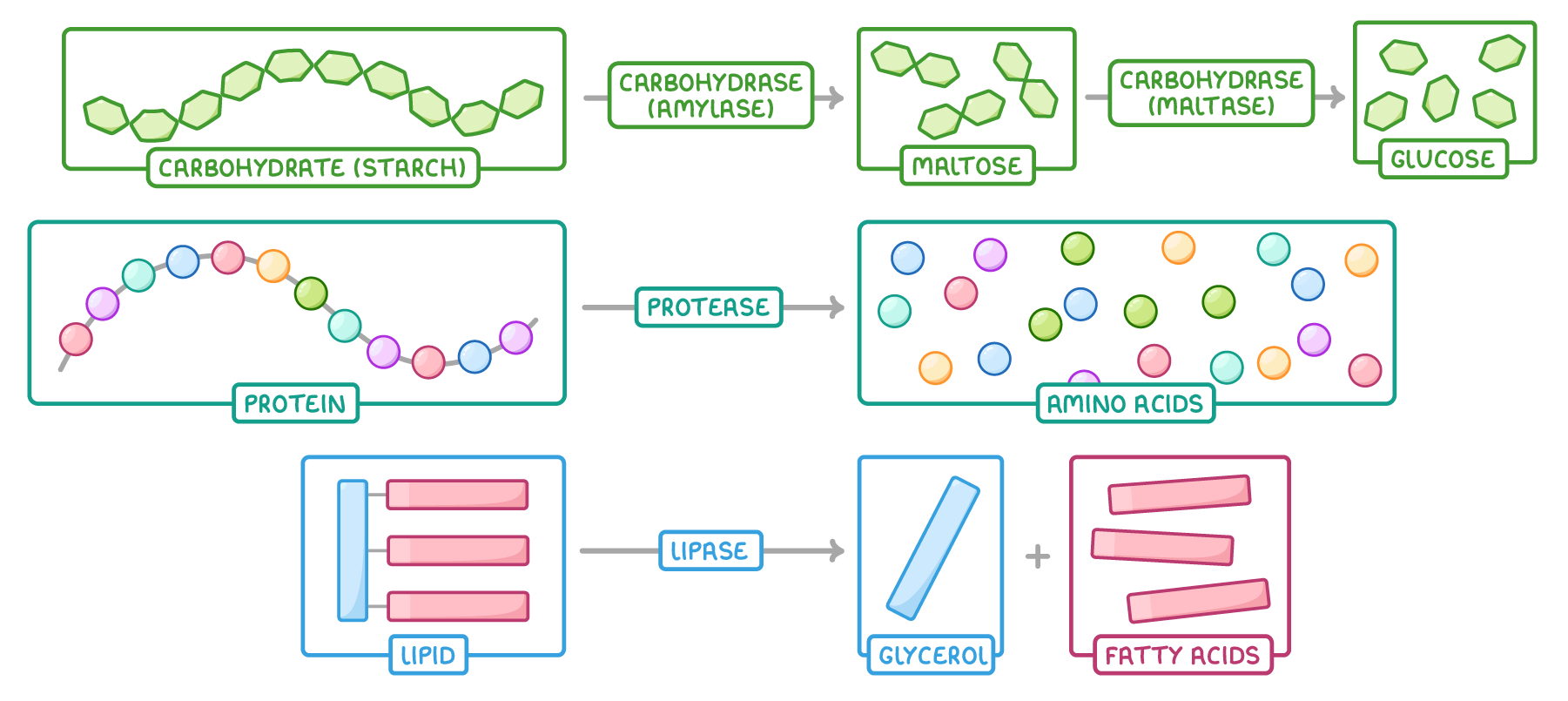 Three rows: starch broken by carbohydrase (amylase) into maltose, then by carbohydrase (maltase) into glucose; a protein chain split by protease into amino acids; a lipid split by lipase into glycerol and fatty acids.