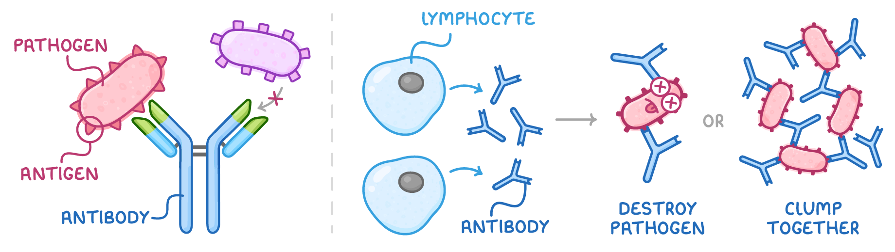 On the left a Y-shaped antibody fits the antigen on one pathogen but not another; on the right two lymphocytes release antibodies that destroy pathogen or clump together.