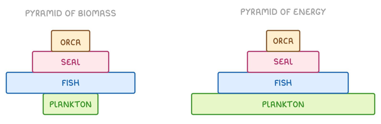 Two four-bar stacks headed pyramid of biomass and pyramid of energy, both reading plankton, fish, seal, orca upwards; the biomass plankton bar shorter than the fish bar, the energy one widest at the bottom.