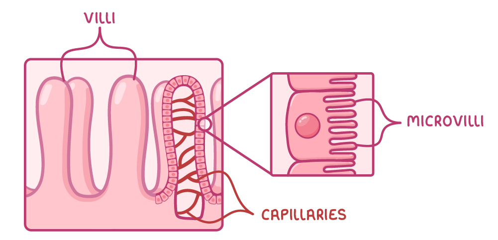 A block of small intestine lining with finger-shaped villi, one cut open to show a red capillary network inside, labelled villi and capillaries, and an inset of surface cells labelled microvilli.