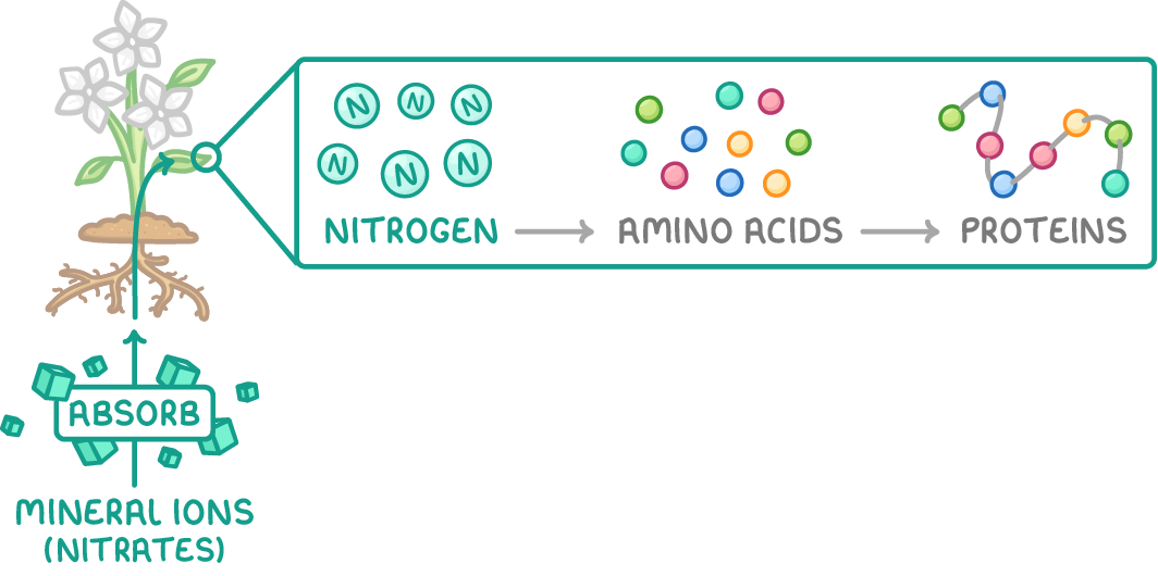 A flowering plant absorbing green cubes labelled mineral ions (nitrates) through its roots, with a zoomed box showing nitrogen circles, then scattered coloured amino acids, then a chain labelled proteins.
