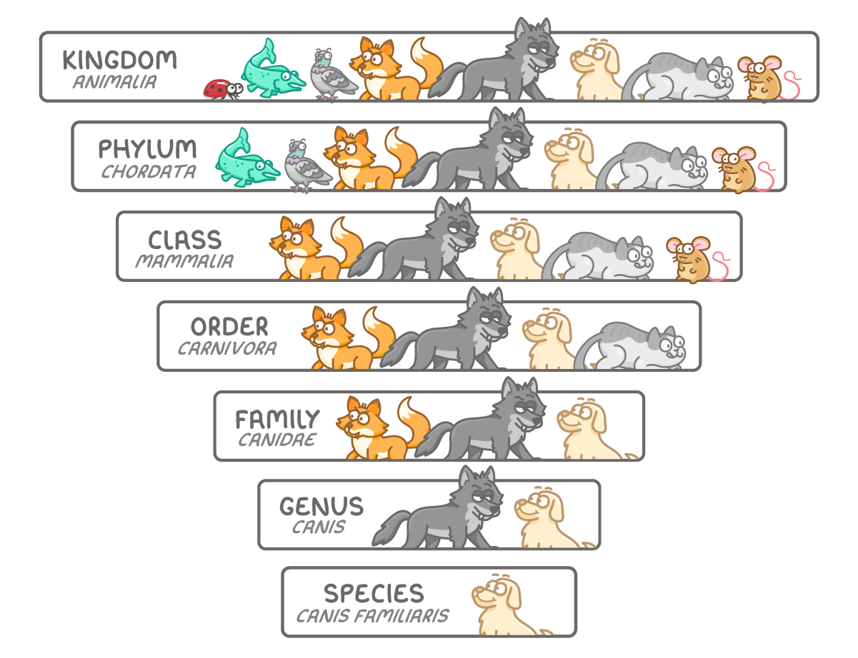 Seven stacked bars narrowing down the page: kingdom animalia, phylum chordata, class mammalia, order carnivora, family canidae, genus canis and species canis familiaris, with fewer animals drawn on each bar.