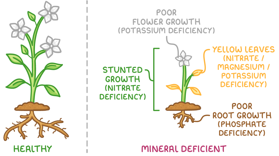 A tall leafy plant labelled healthy beside a small mineral deficient plant labelled stunted growth (nitrate deficiency), yellow leaves (nitrate, magnesium or potassium deficiency), poor flower growth (potassium deficiency) and poor root growth (phosphate deficiency).