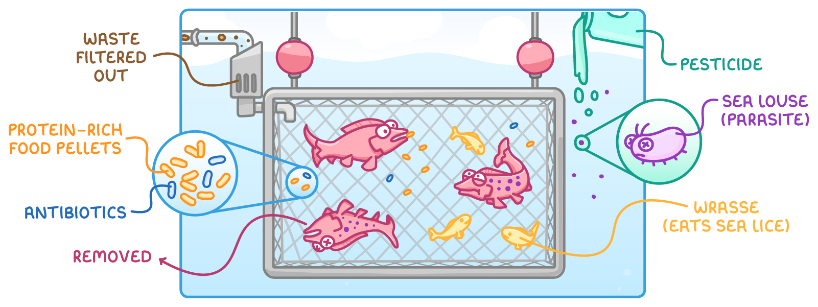 A sea cage of salmon with labels waste filtered out, protein-rich food pellets, antibiotics, removed for a dead fish, pesticide poured in, wrasse (eats sea lice), and a close-up of a sea louse (parasite).