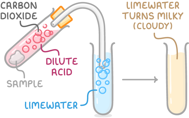 A tilted tube where pink acid fizzes on a solid sample, labelled carbon dioxide, a delivery tube bubbling into limewater, then an arrow to a milky tube labelled limewater turns milky (cloudy).