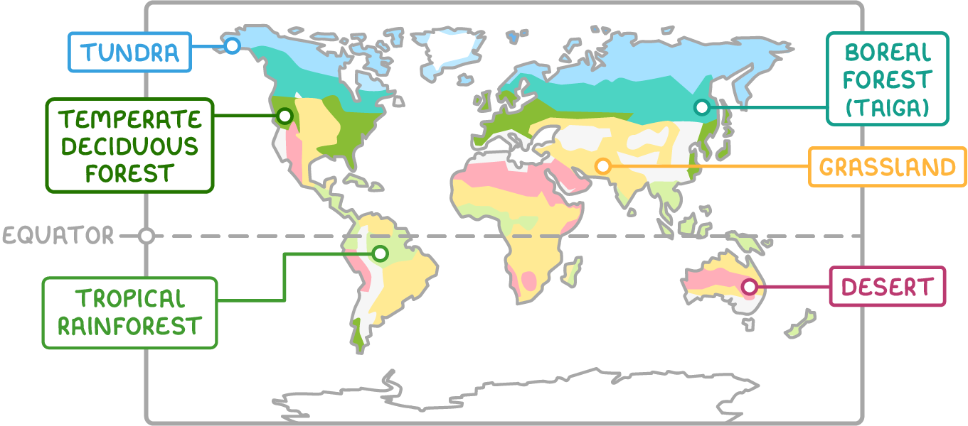 World map with the biomes shaded in bands. Tundra lies furthest north, with boreal forest (taiga) just south of it across North America, Europe and Asia. Temperate deciduous forest covers parts of North America and Europe. Grassland and desert lie either side of the tropics, in areas such as central Asia, Africa and Australia, and tropical rainforest lies along the equator in South America, Africa and South-east Asia. A dashed line marks the equator.