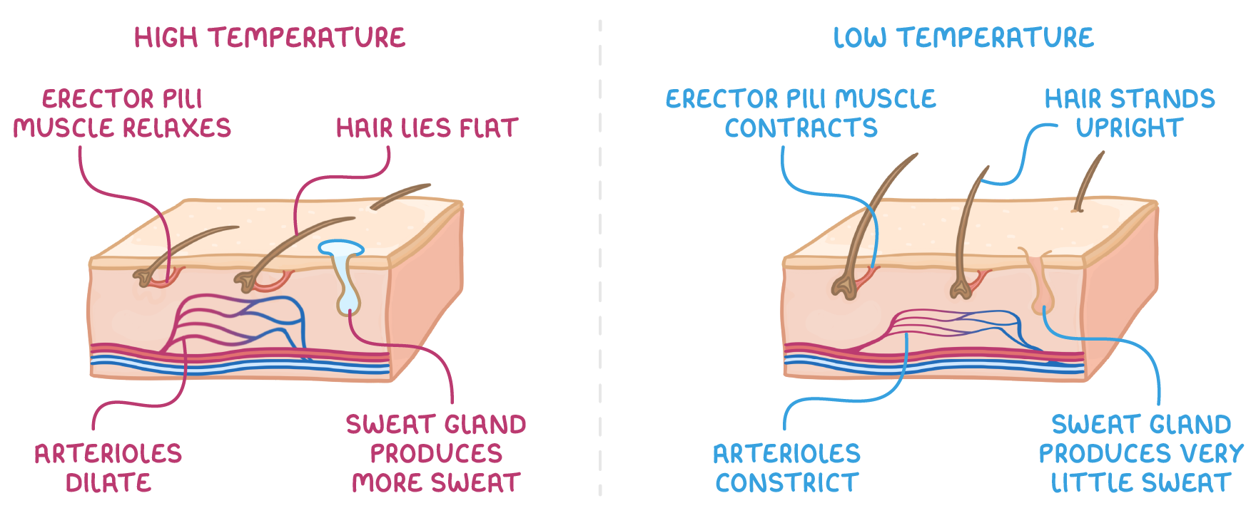 Two skin blocks headed high temperature and low temperature, each showing hair, an erector pili muscle, a sweat gland and arterioles, relaxed and dilated on the hot side, contracted and constricted on the cold.