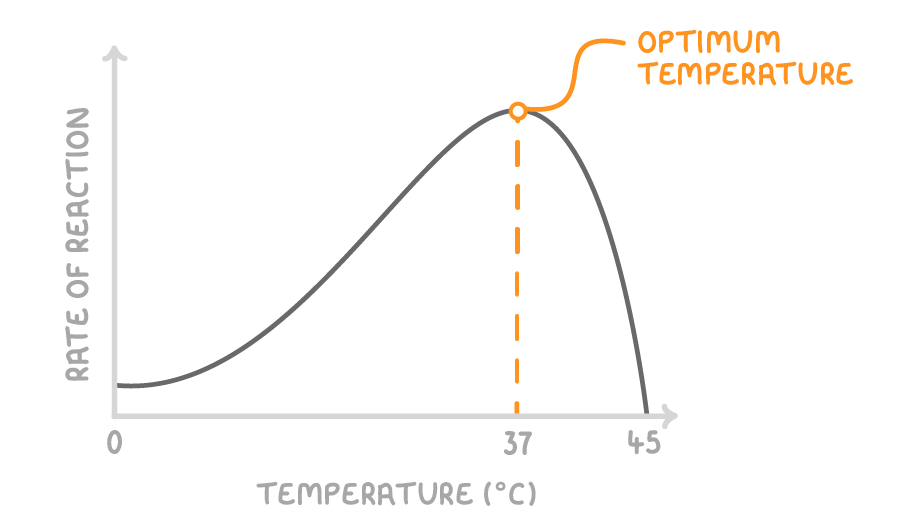 A curve of rate of reaction against temperature in degrees Celsius, rising slowly from 0, peaking at 37 where a dashed line marks optimum temperature, then dropping steeply to zero near 45.