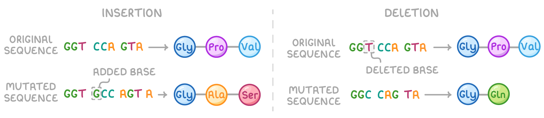 Two panels headed insertion and deletion, each comparing an original sequence and amino acid chain with a mutated one where an added base or deleted base shifts later triplets and changes the amino acids.
